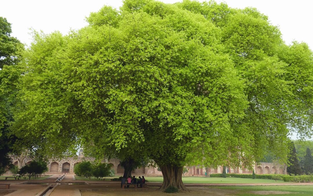 Come l’albero genealogico influenza la tua vita